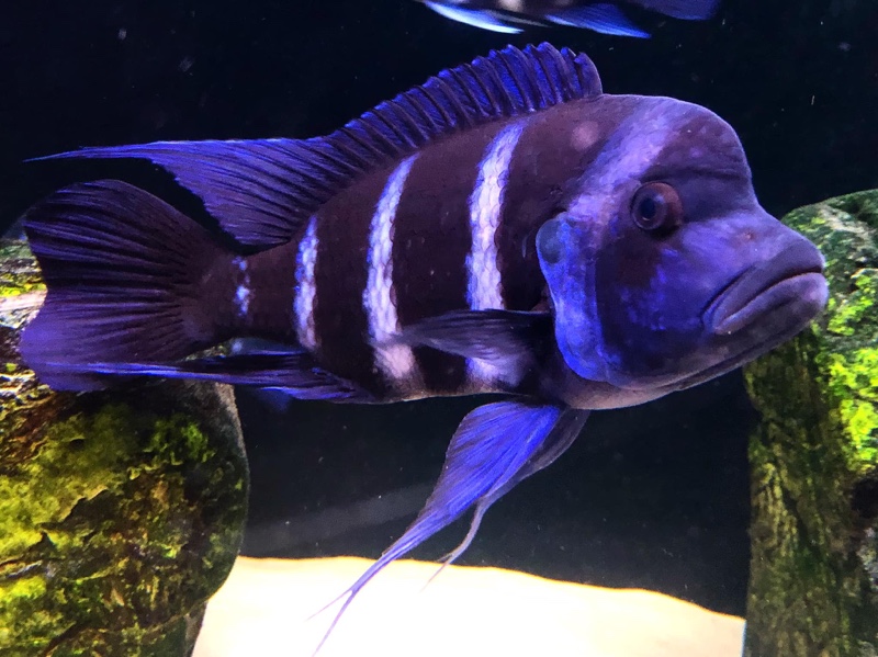 Cyphotilapia gibberosa 'Mtoto'